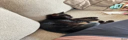 Mixed Breed cats for sale: 4 month old kittens in Sheffield - Advert 3