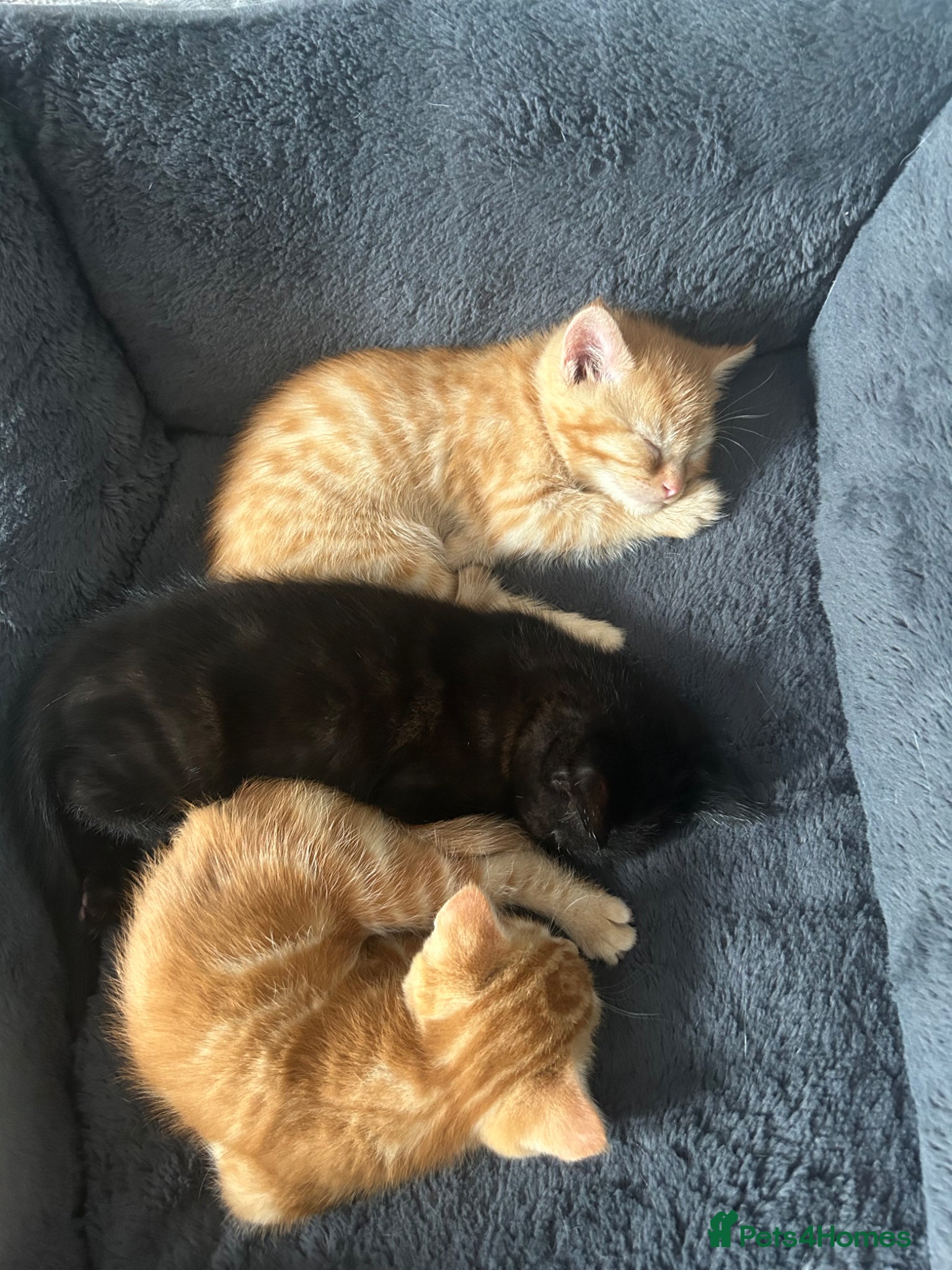 Mixed Breed cats Mixed bengal kittens - Advert 2