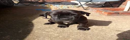 Mixed Breed dogs for sale: Cane corso Rottweiler puppy in Redcar - Advert 3