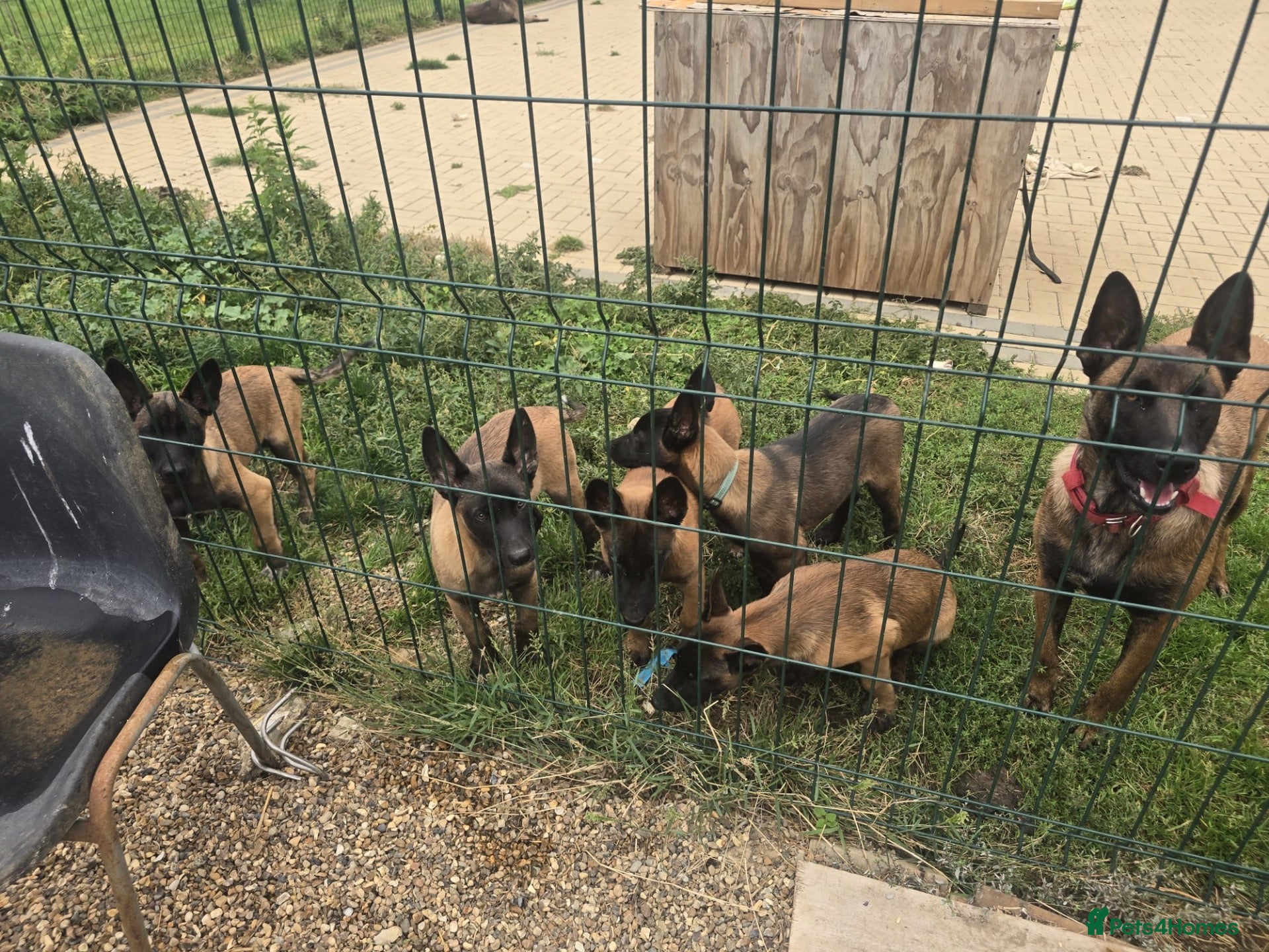 Belgian Shepherd Dog dogs Belgian shepards manolis  - Advert 2