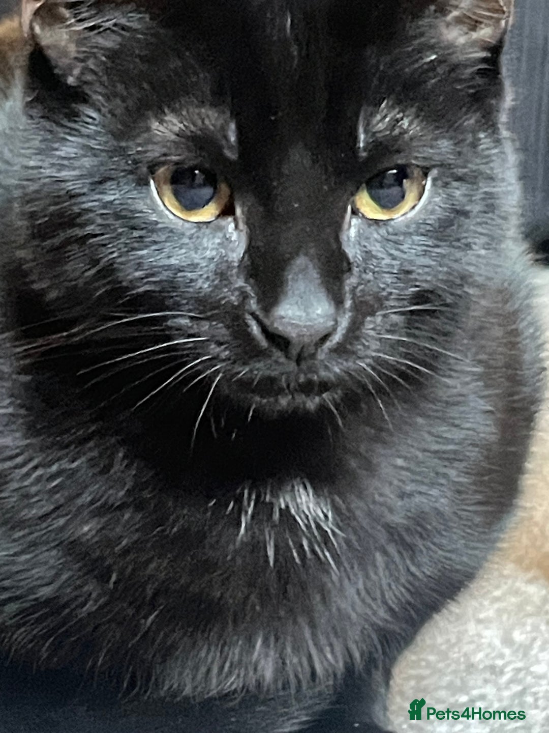 Mixed Breed cats for sale: Black cat 7 months  - Advert 3