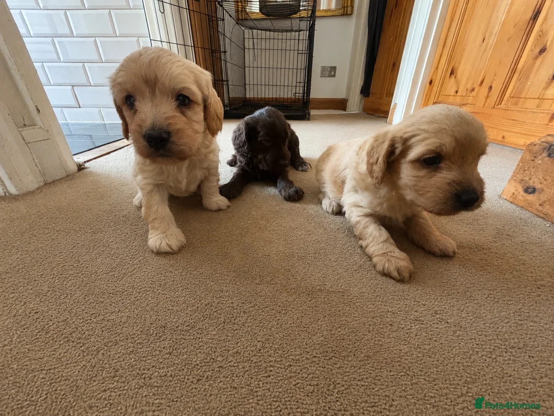 Mixed Breed dogs for sale: “Mini Sprockerpoo Puppies Cream Boys – Ready Now” - Advert 1