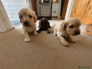 Mixed Breed dogs Beautiful Golden Sprockerpoo’s Ready End of May - Advert 13