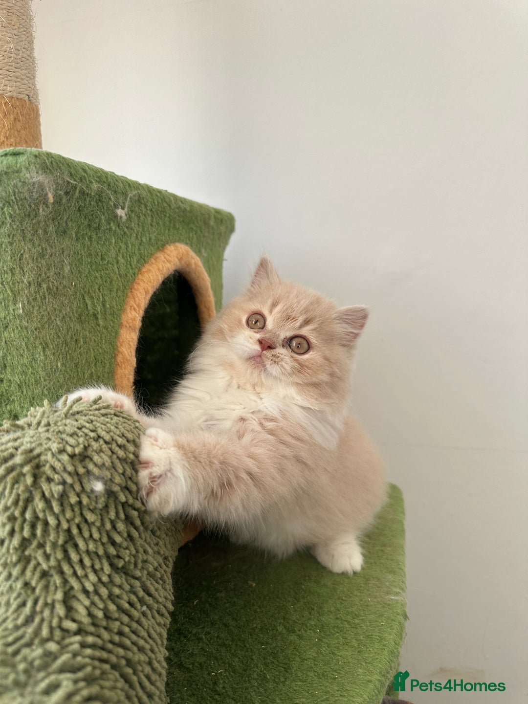 British Shorthair cats for sale:  🦁 Stunning BLH Lion Look alike READY NOW - Advert 35