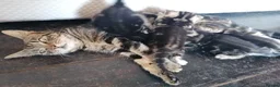 Mixed Breed cats for sale: Beautiful kittens  - Advert 16