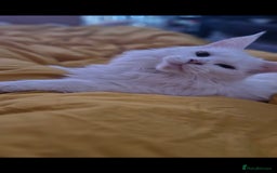Maine Coon cats for sale: Beautiful cats looking for forever homes - Image 1