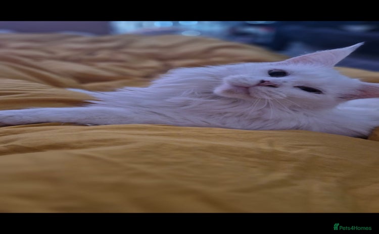 Maine Coon cats - Advert 10