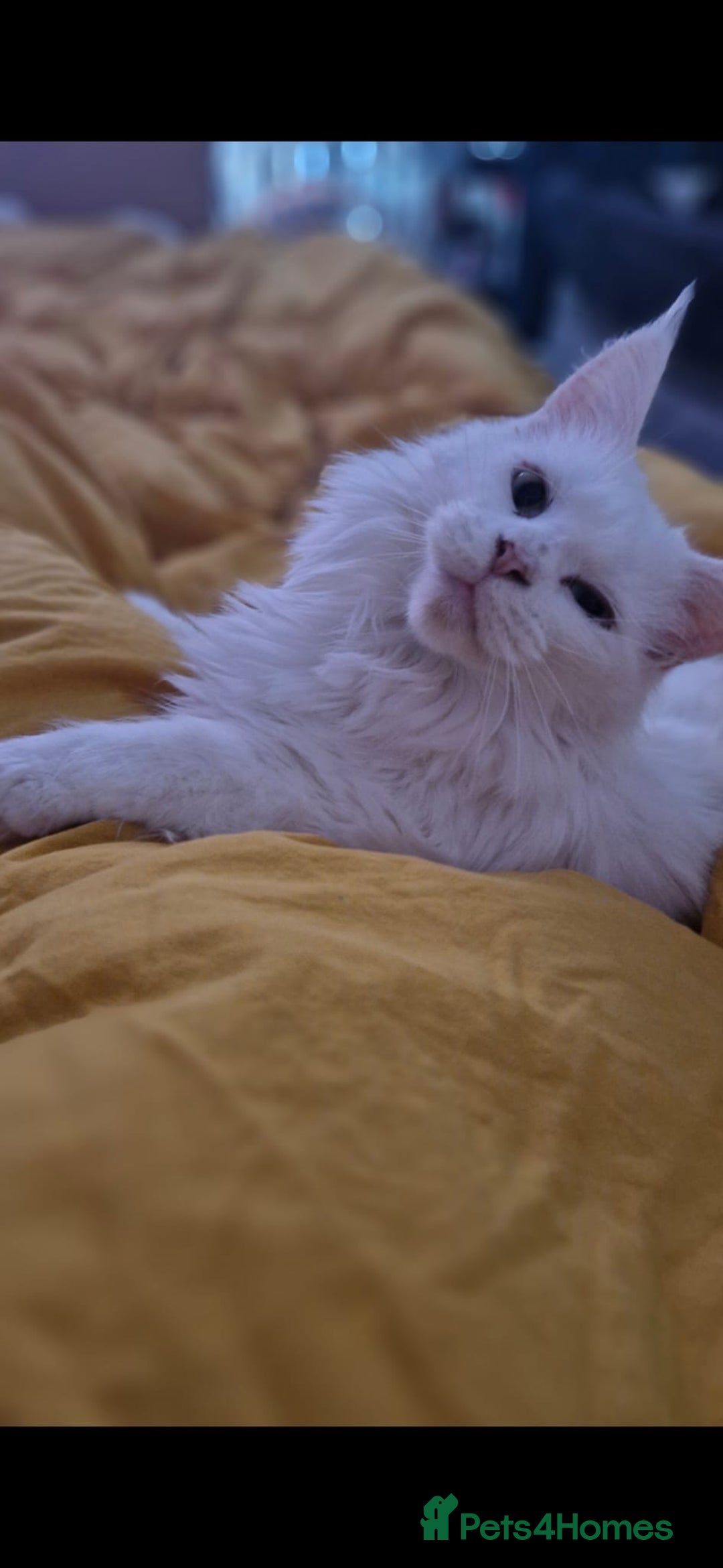 Maine Coon cats for sale: Beautiful cats looking for forever homes - Image 1