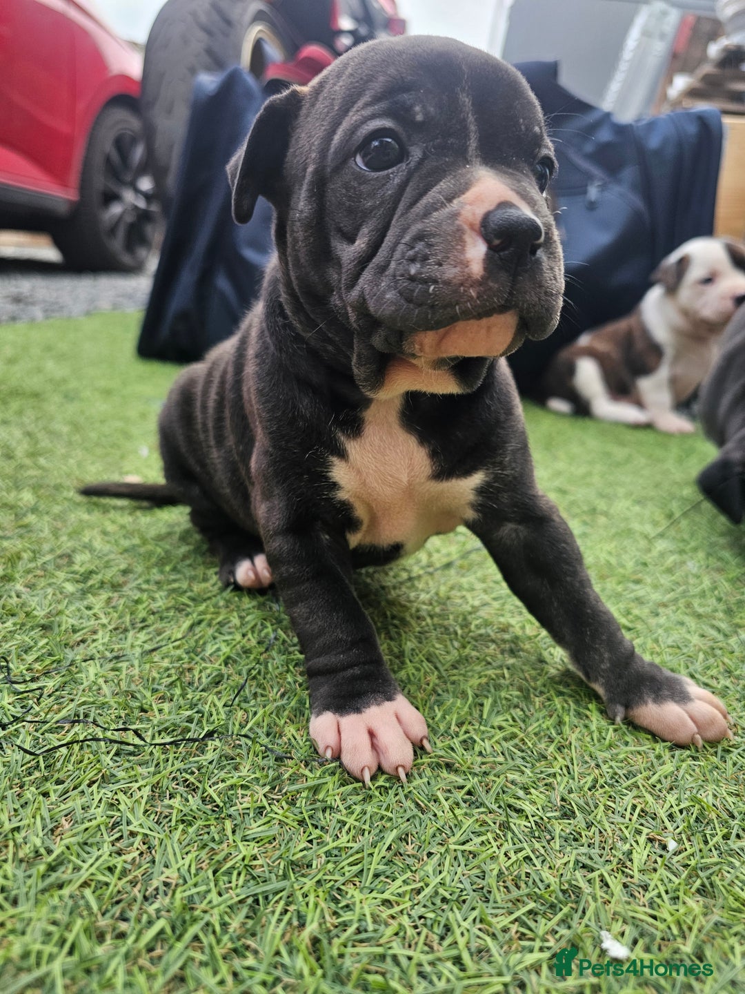 Staffordshire Bull Terrier dogs for sale: Beautiful Staffies looking for a good home - Image 7