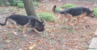 German Shepherd dogs - Advert 5