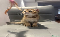 Scottish Fold cats for sale: Scottish fold / Chichilla kittens - Image 6