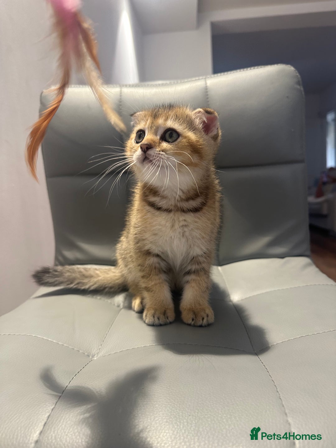 Scottish Fold cats for sale: Scottish fold / Chichilla kittens - Image 6