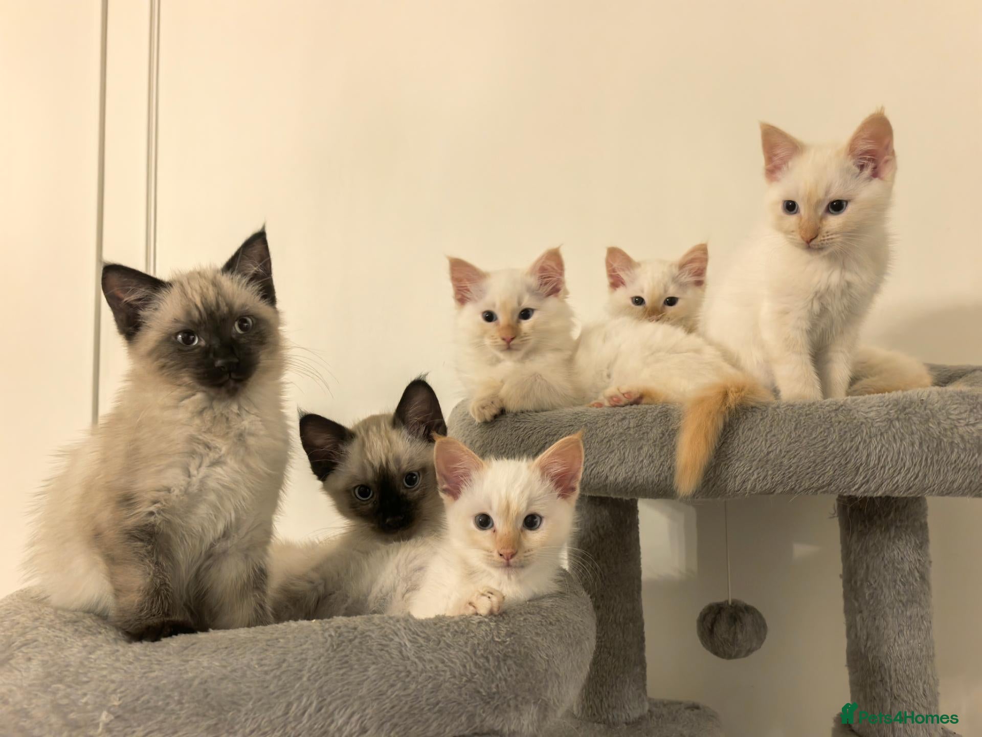 Ragamese cats Flame Point Ragamese Kittens - Advert 17