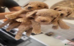 Cockapoo dogs for sale: F1B Cockapoo puppy's x6 stunning colours - Image 2