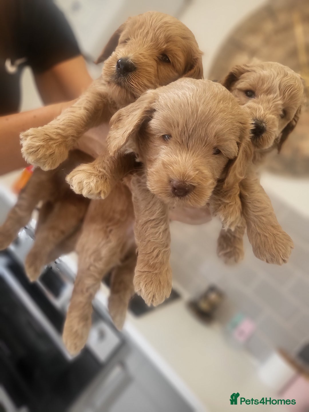 Cockapoo dogs for sale: F1B Cockapoo puppy's x6 stunning colours - Image 2