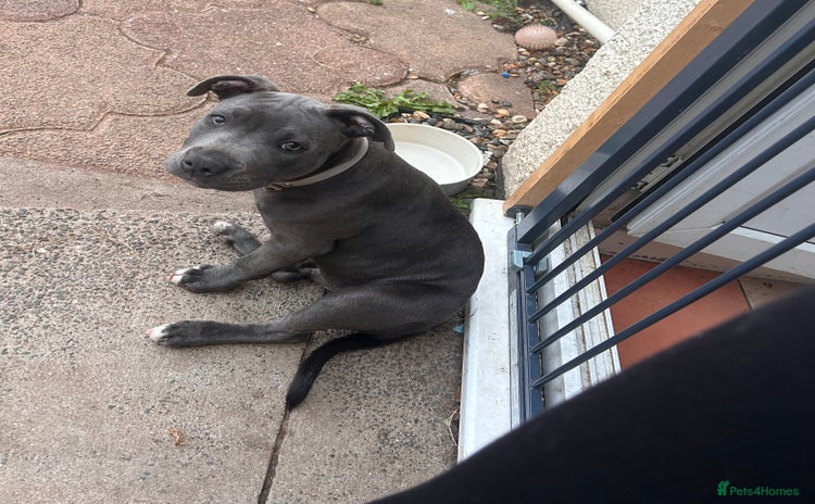 Staffordshire Bull Terrier dogs - Advert 3