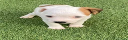 Jack Russell dogs for sale: Beautiful Jack Russell puppies  - Advert 7