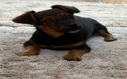 Jack Russell dogs for sale: Traditional Short-legged Jack Russell Boy. - Image 15