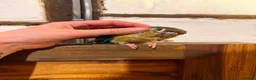 Conures birds for sale: Green Cheek Conure Looking for His Forever Home - Advert 14
