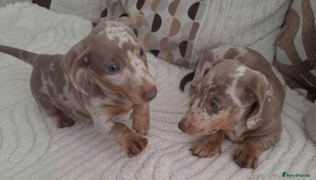 Miniature Dachshund dogs for sale: Adorable KC registered mini dachsund pups - Image 17