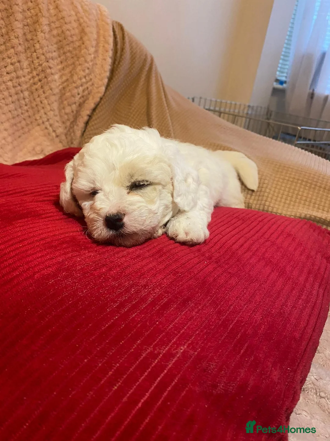 Bichon Frise dogs for stud: Bichon Frise for stud in Milton Keynes - Advert 21