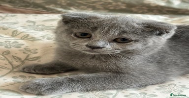 Scottish Fold cats - Advert 3