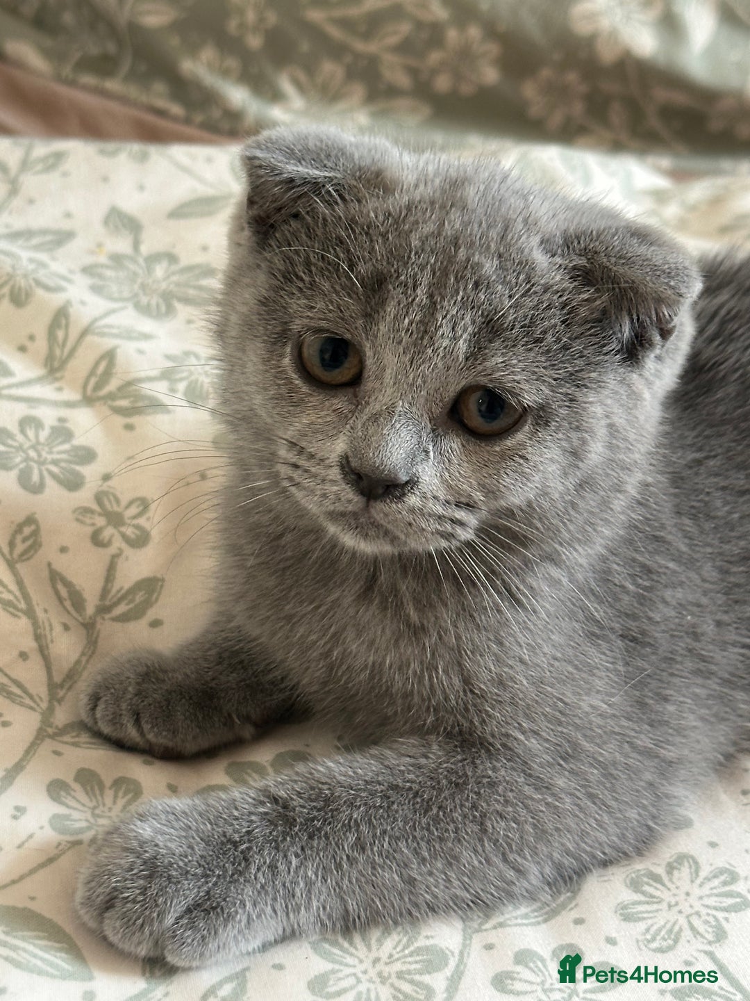 Scottish Fold cats for sale: Scottish Fold - Image 3