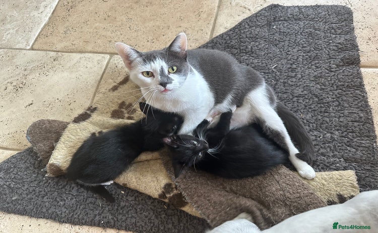 Mixed Breed cats - Advert 4