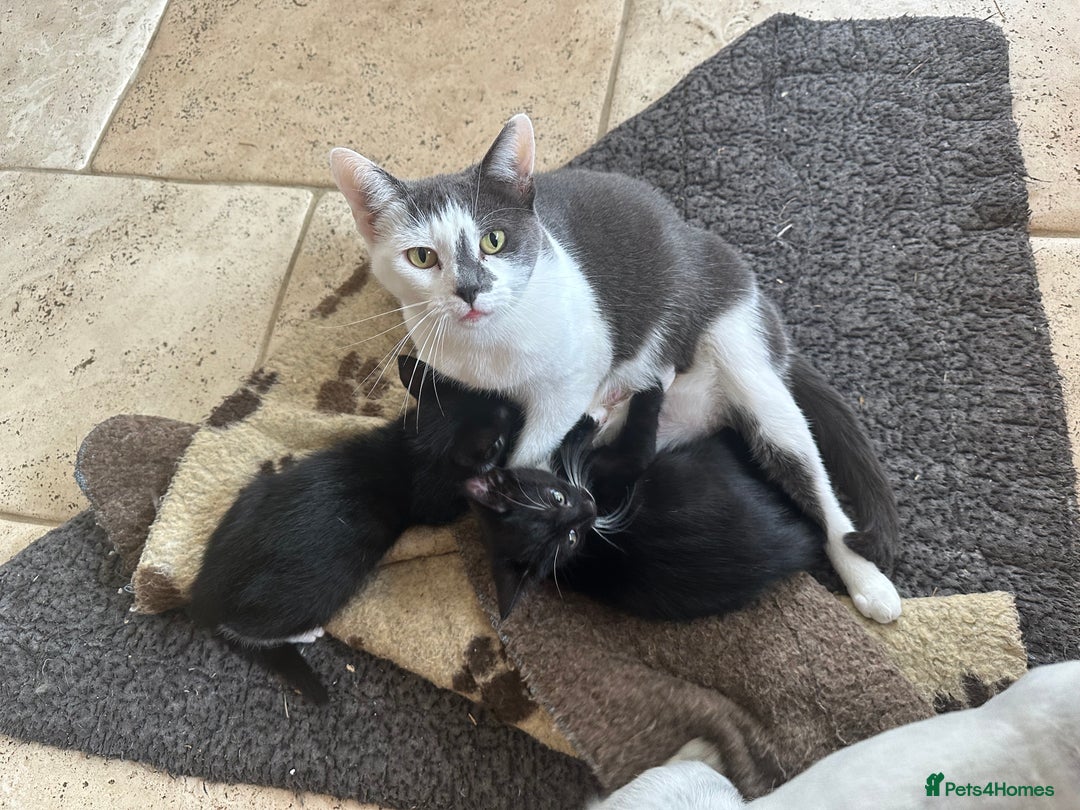 Mixed Breed cats for sale: Beautiful Boys READY NOW - Image 1