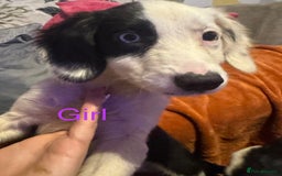 Mixed Breed dogs for sale: Springer cross collie  - Image 11