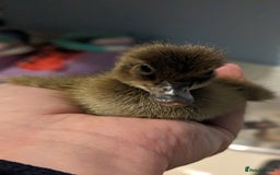 Ducks poultry for sale: 3 ducklings needing forever homes  - Image 5