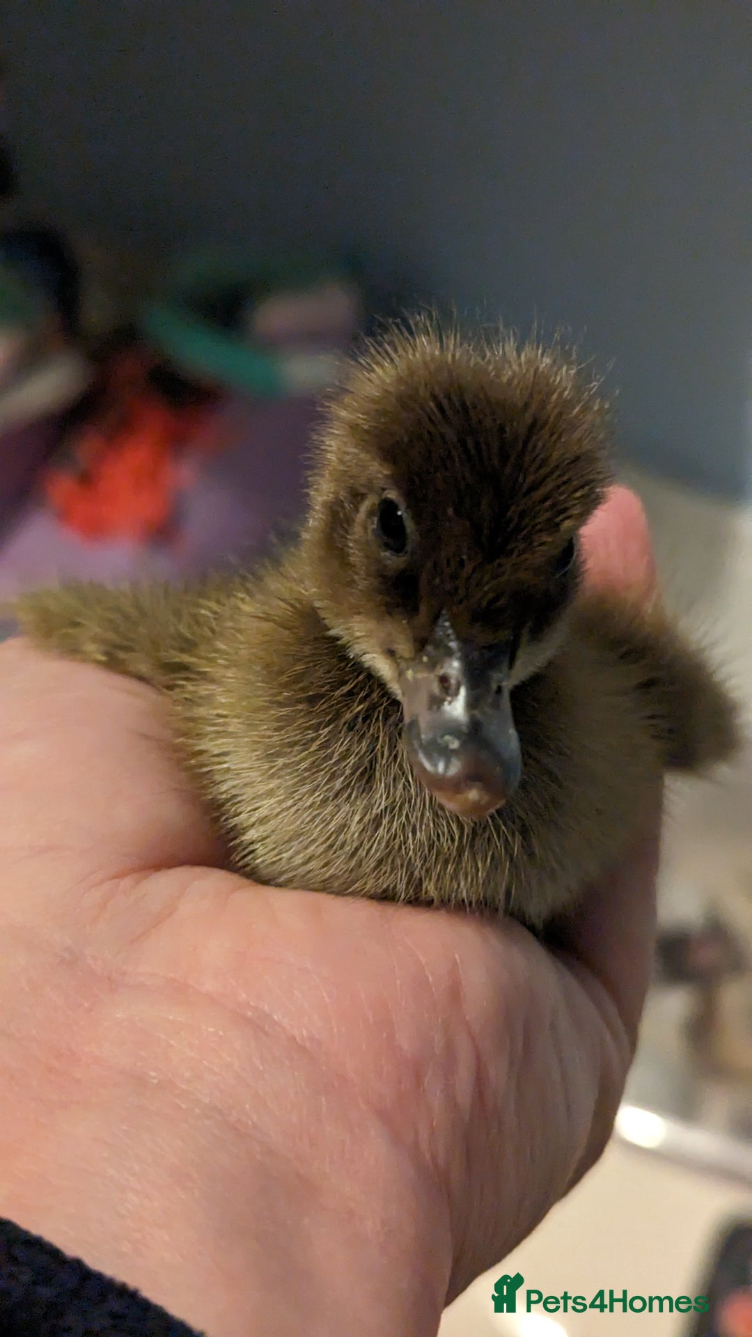 Ducks poultry for sale: 3 ducklings needing forever homes  - Image 5