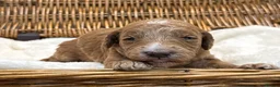 Double Doodle dogs for sale: Sunning littler of Australian Double Doodles  - Advert 27