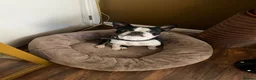 Mixed Breed dogs for stud: Healthy Strong Frenchie Cross Staffordshire Stud🐶 - Advert 4