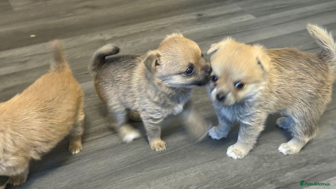 Mixed Breed dogs for sale: 3 puppy’s ready in Less than 4 weeks  - Image 10