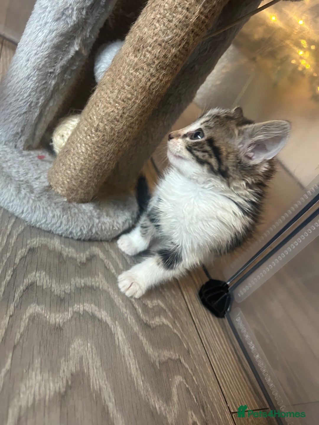 Mixed Breed cats for sale: KITTENS - Advert 6