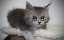 Maine Coon cats for sale: TICA registered Maine coon kittens, shaded lines - Image 12
