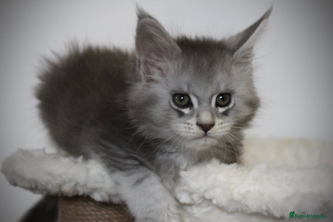 Maine Coon cats for sale: TICA registered Maine coon kittens, shaded lines - Image 12