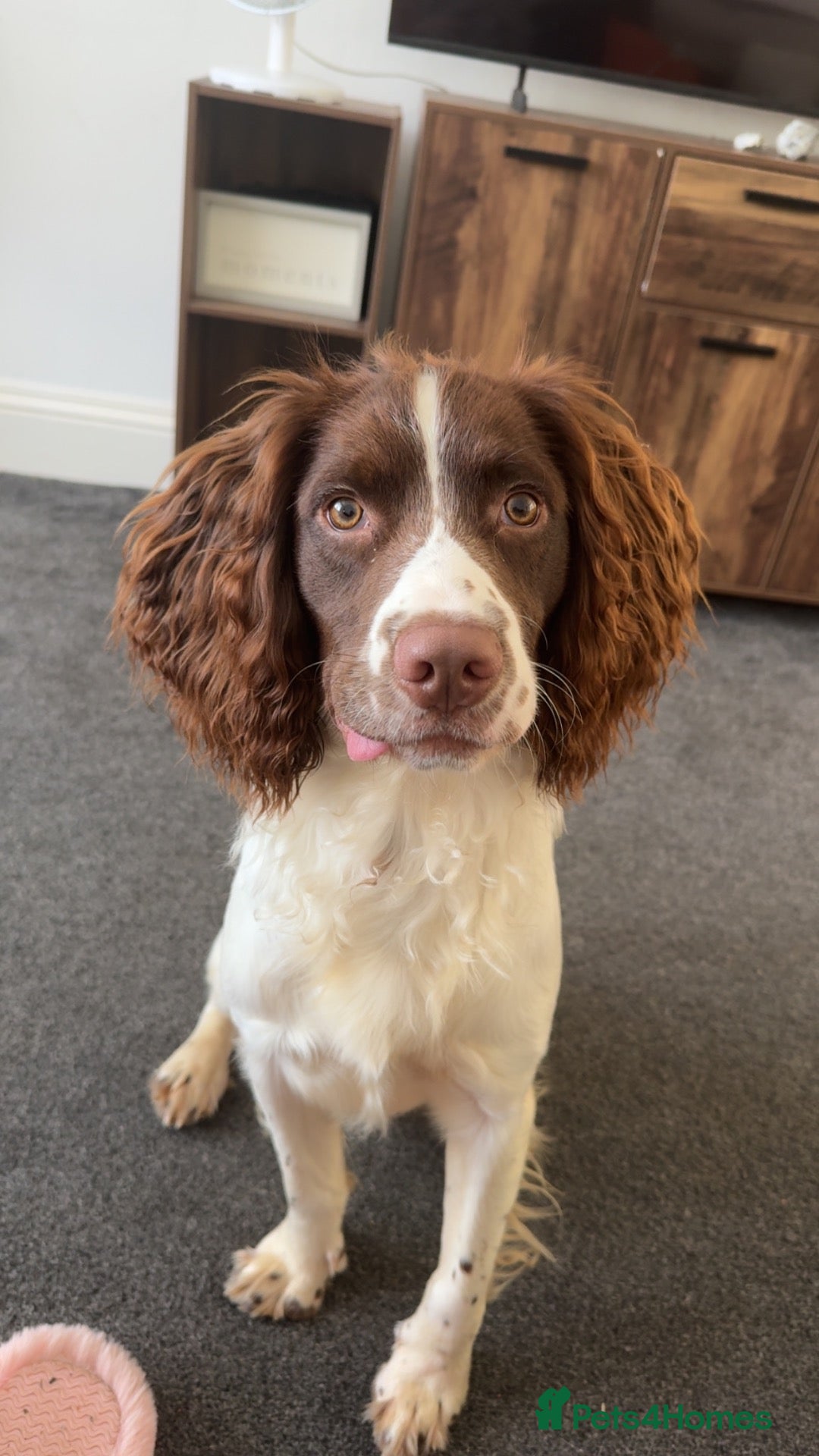Sprocker dogs Ollie - Advert 1