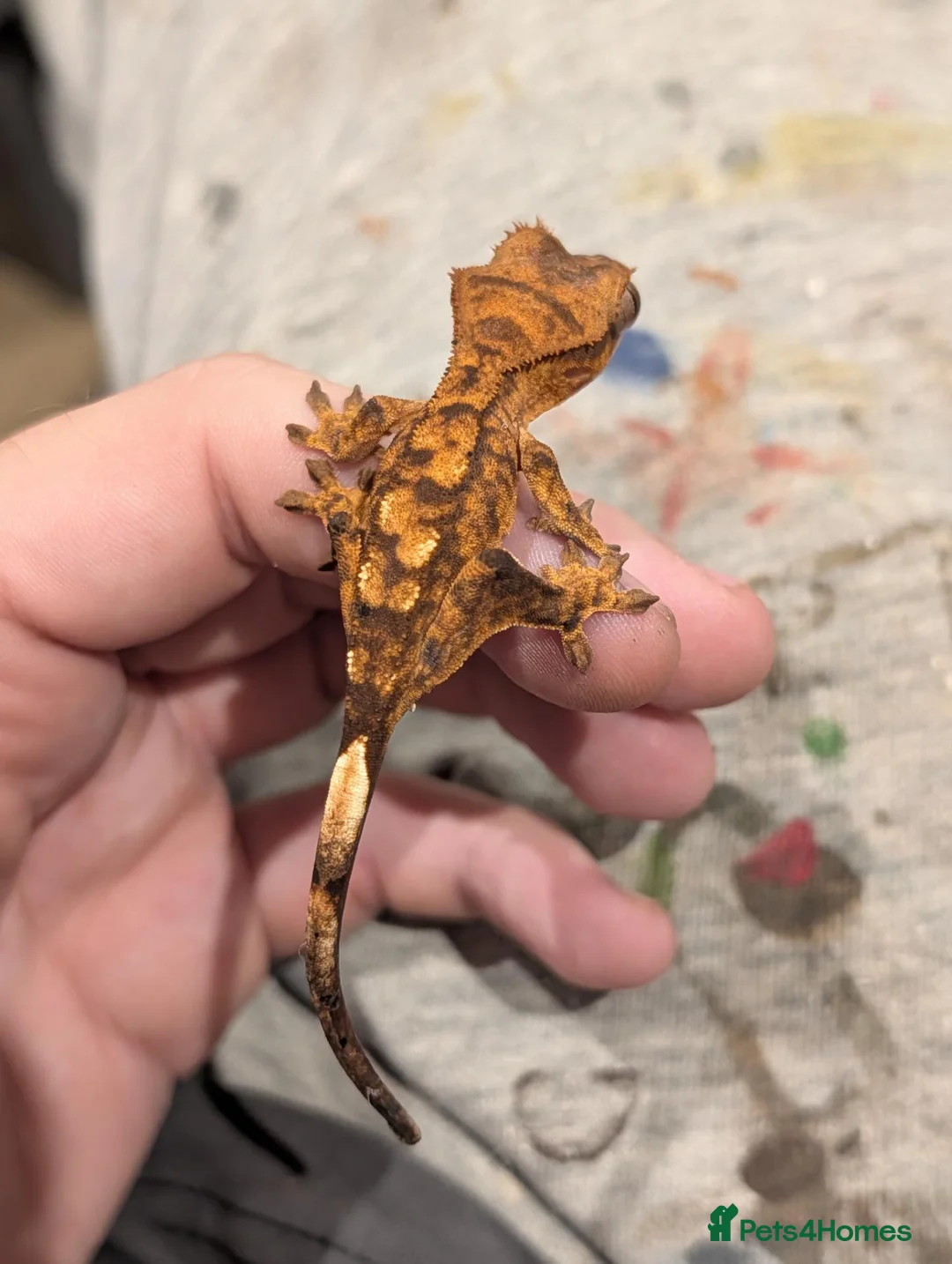 Gecko reptiles for sale: Crested Geckos  in Saint Leonards-on-sea - Advert 11