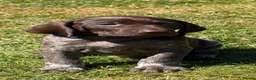 German Shorthaired Pointer dogs for sale: German Short Haired Pointer Puppies KC reg  - Advert 3