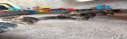 Mixed Breed cats for sale: Beautiful kittens  - Advert 10