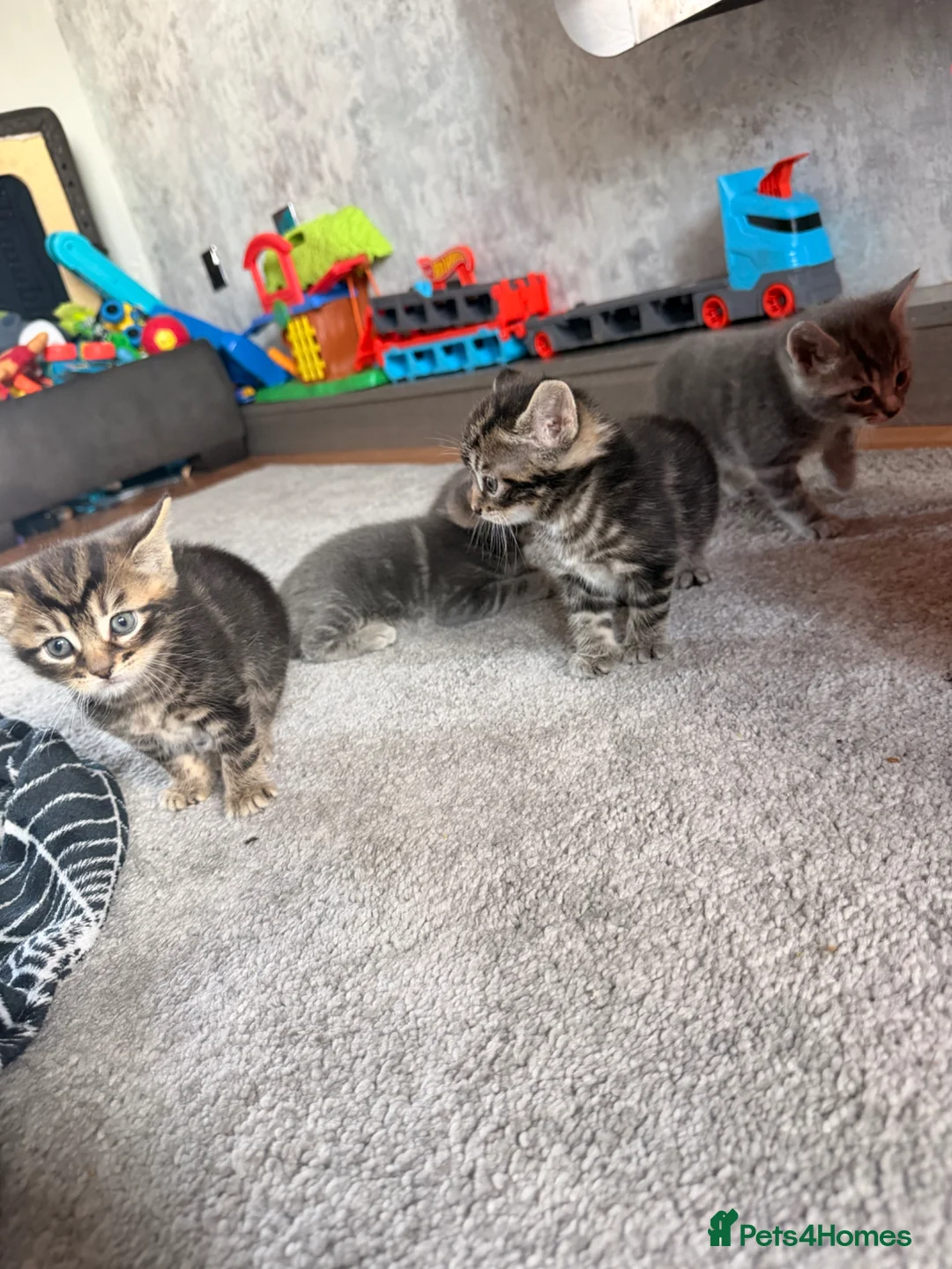 Mixed Breed cats for sale: Beautiful kittens  - Advert 10