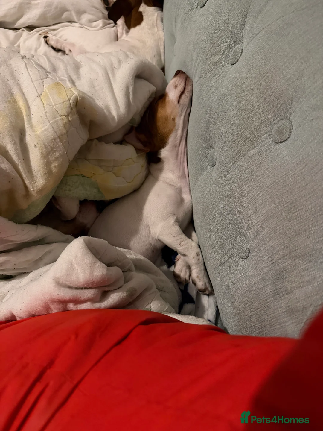 Jack Russell dogs for sale: Stunning Miniature Jack Russell Puppies!!! - Advert 5