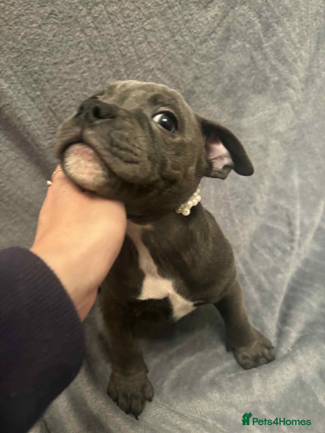 Staffordshire Bull Terrier dogs for sale: Blue staffs ready to go adorable pups - Image 9