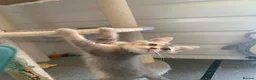 British Shorthair cats for sale: BSH 11 weeks old Rare Shaded colours  - Advert 14