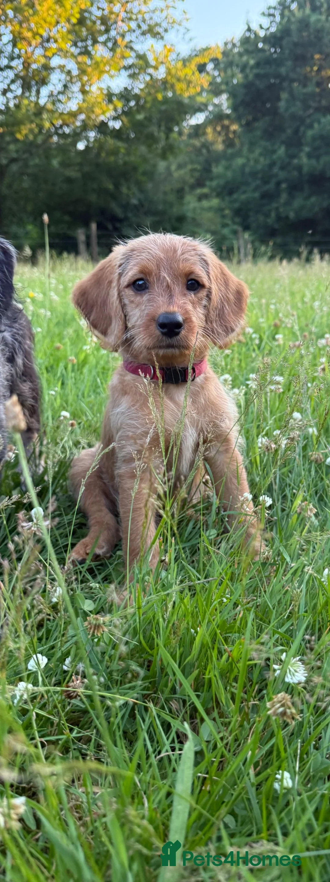 Labradoodle dogs for sale: Now ready miniature labradoodles  - Advert 2