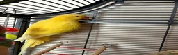 Ringnecks birds for sale: 2 Indian Ringneck's with 2 Large Cages - Advert 2