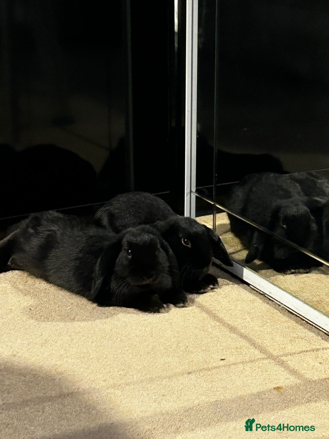 Mini Lop rabbits for sale: Black mini loop male and female  - Advert 1