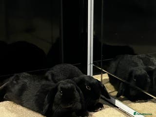 Mini Lop rabbits Black mini loop male and female - Advert 1